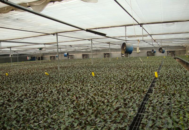 溫室大棚工程水蜜桃视频在线免费陽光板